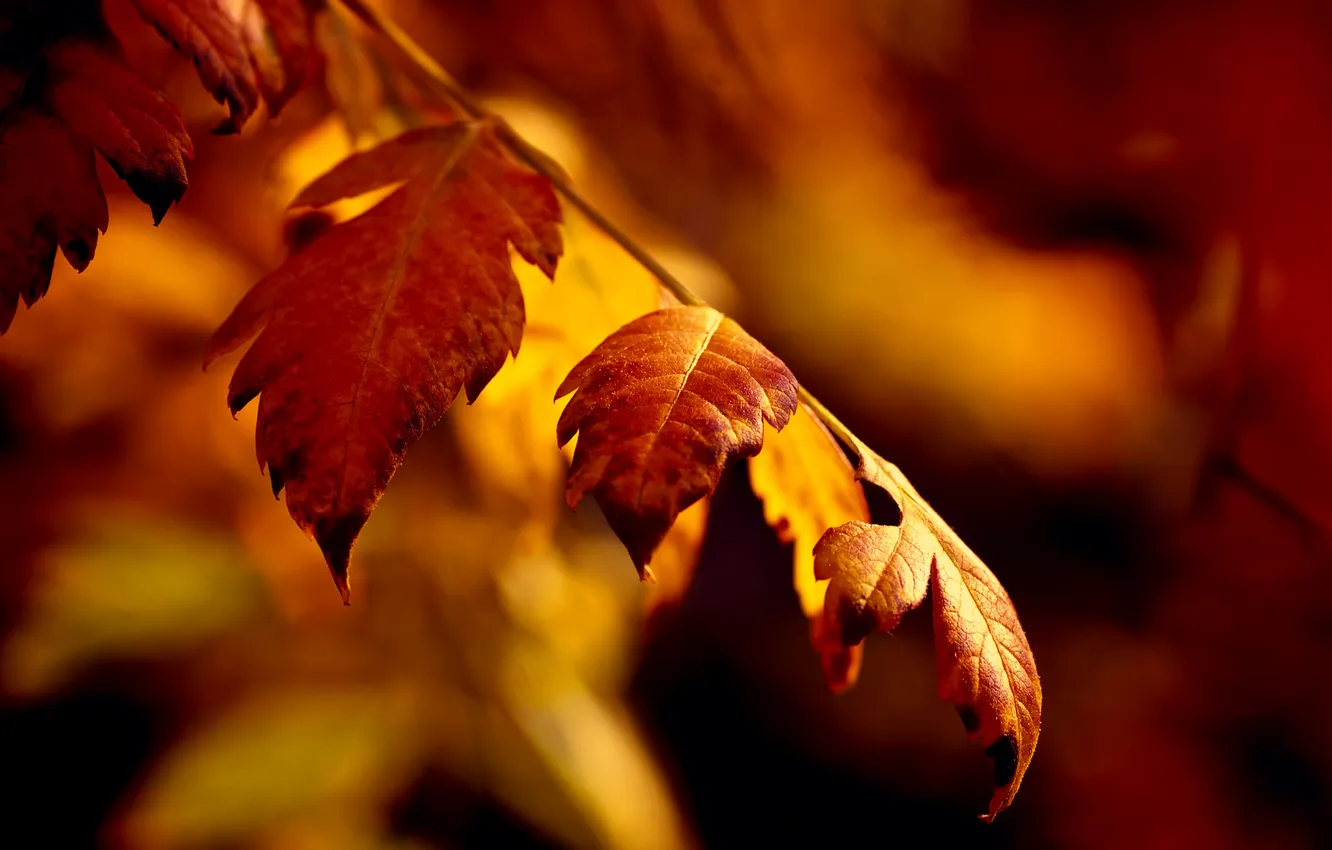 Photo wallpaper autumn, leaves, sprig, bokeh