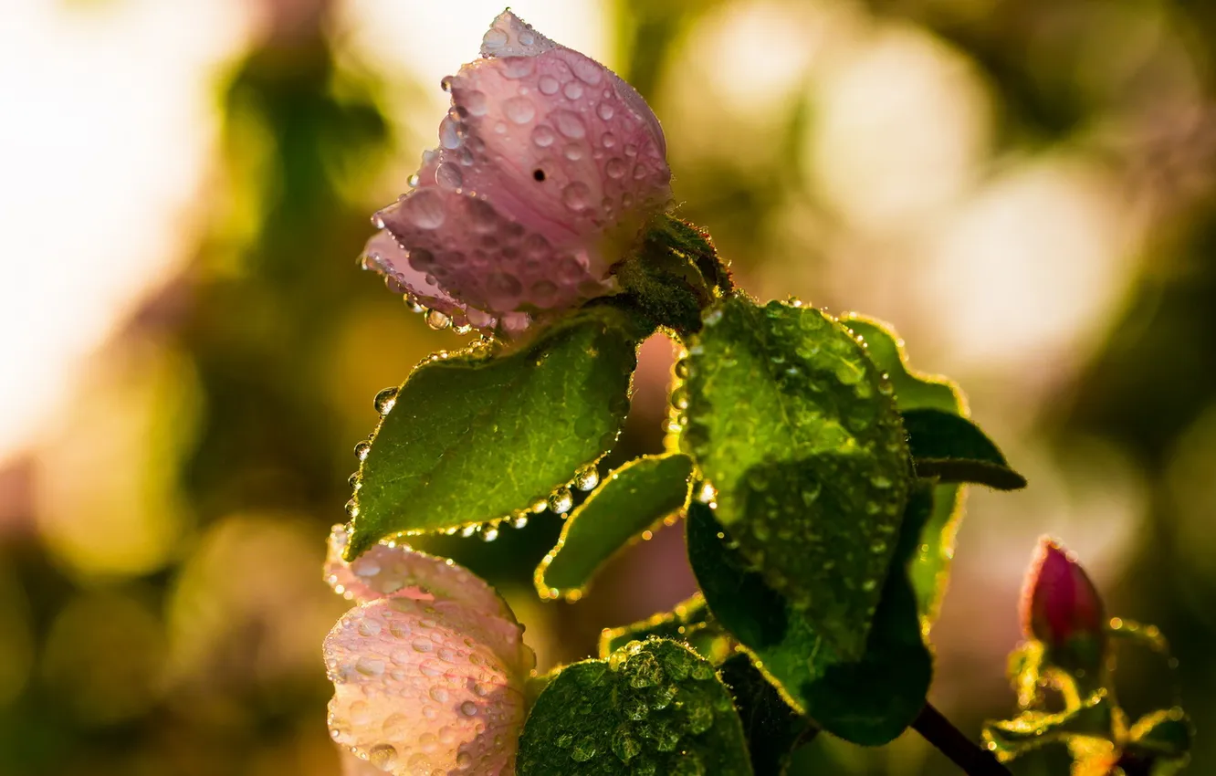 Photo wallpaper nature, background, roses