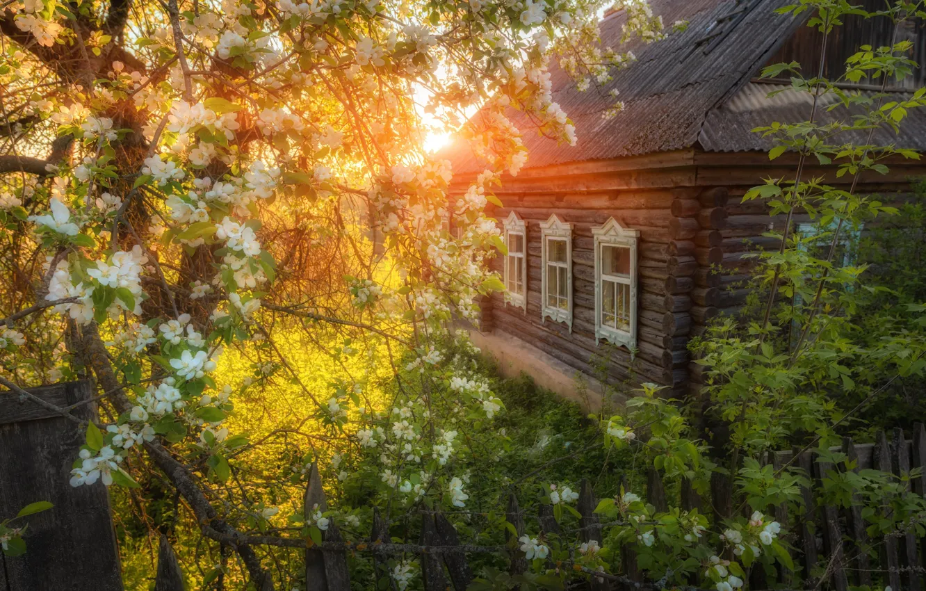 Photo wallpaper the sun, house, tree, village, flowering