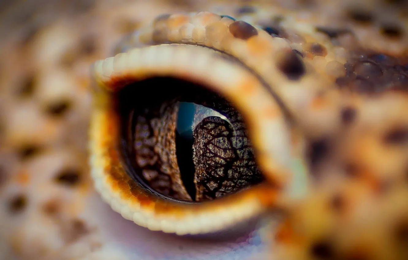 Photo wallpaper eyes, crocodile, eyelid