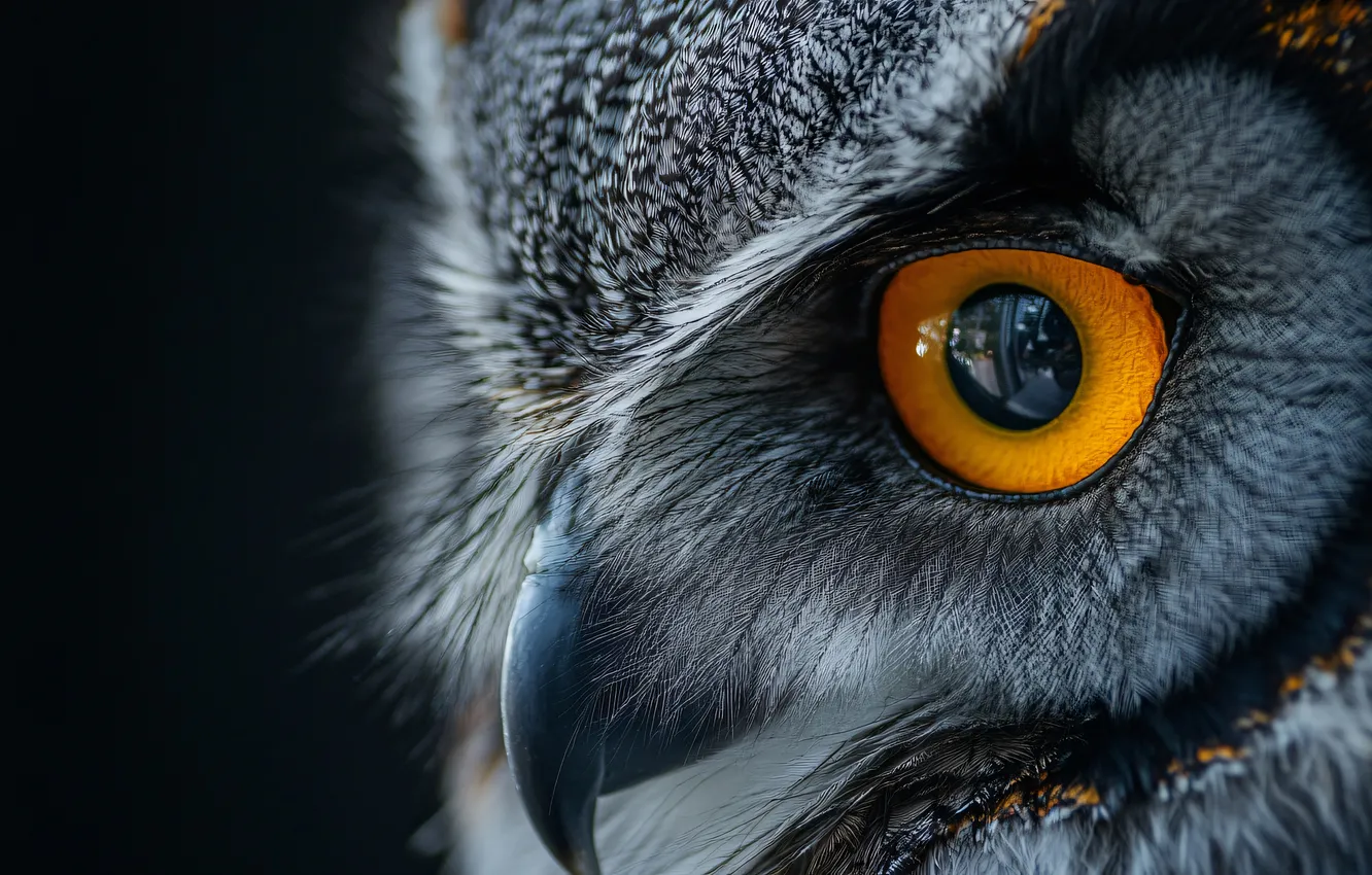 Photo wallpaper eyes, look, close-up, nature, owl, bird, portrait, black background