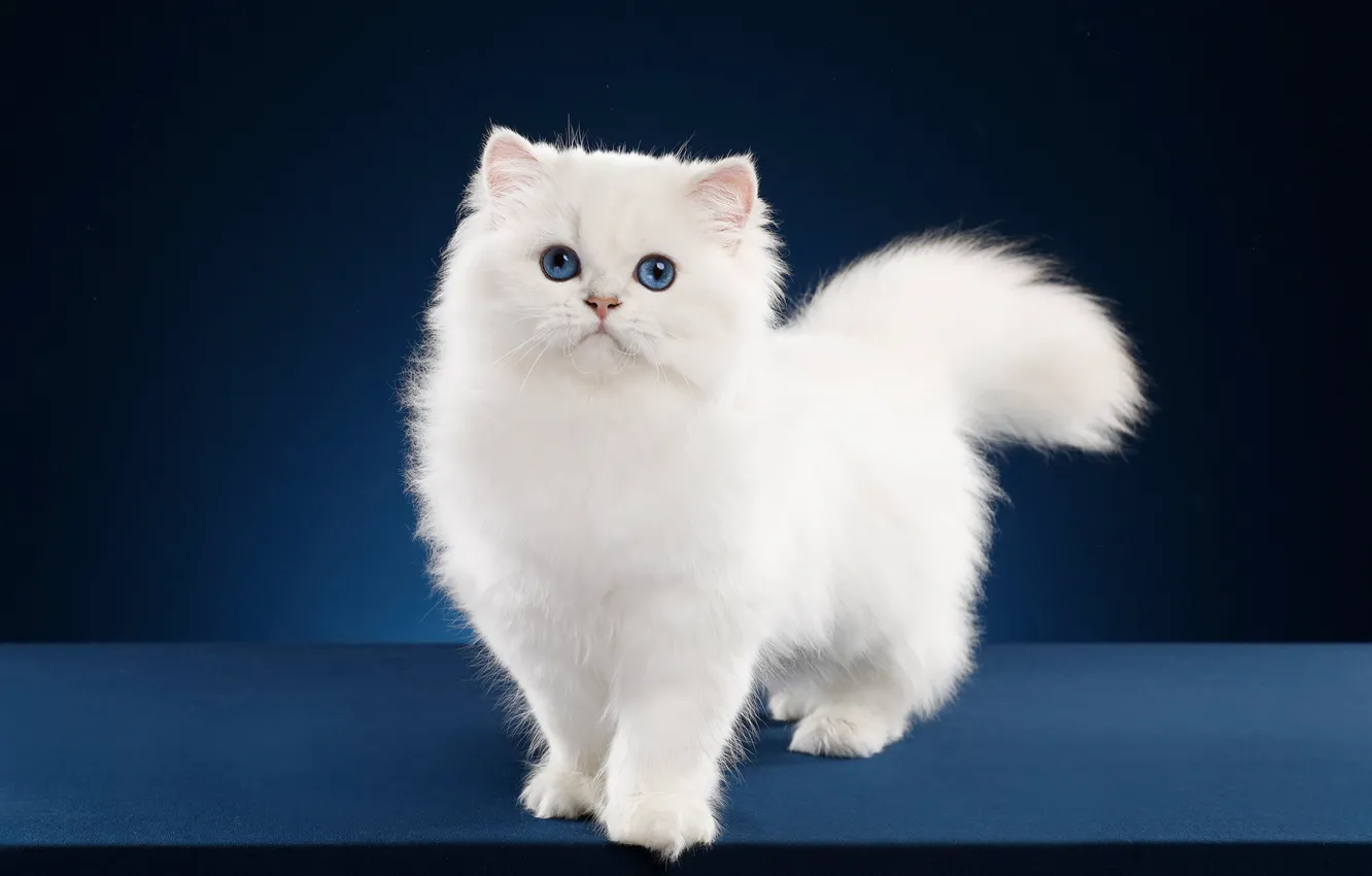 Photo wallpaper cat, pose, white, blue eyes, British