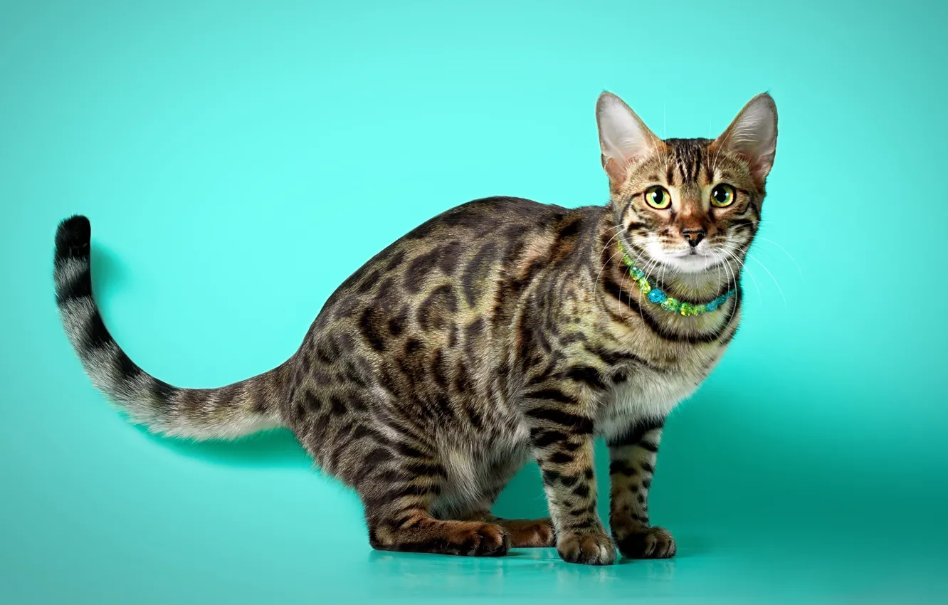 Photo wallpaper cat, pose, beads, Bengal, turquoise background