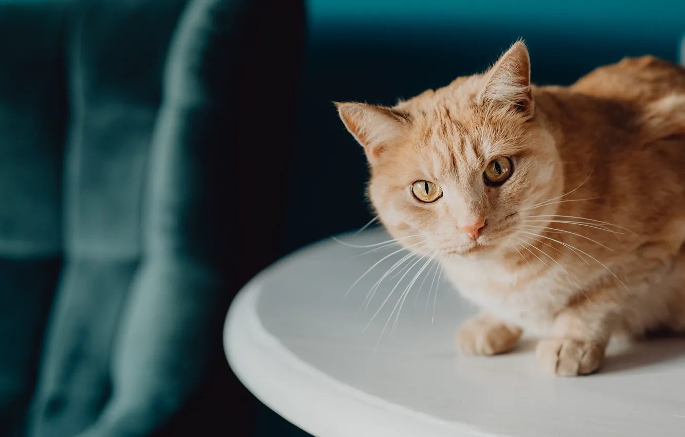 Photo wallpaper cat, white, cat, look, light, pose, the dark background, table