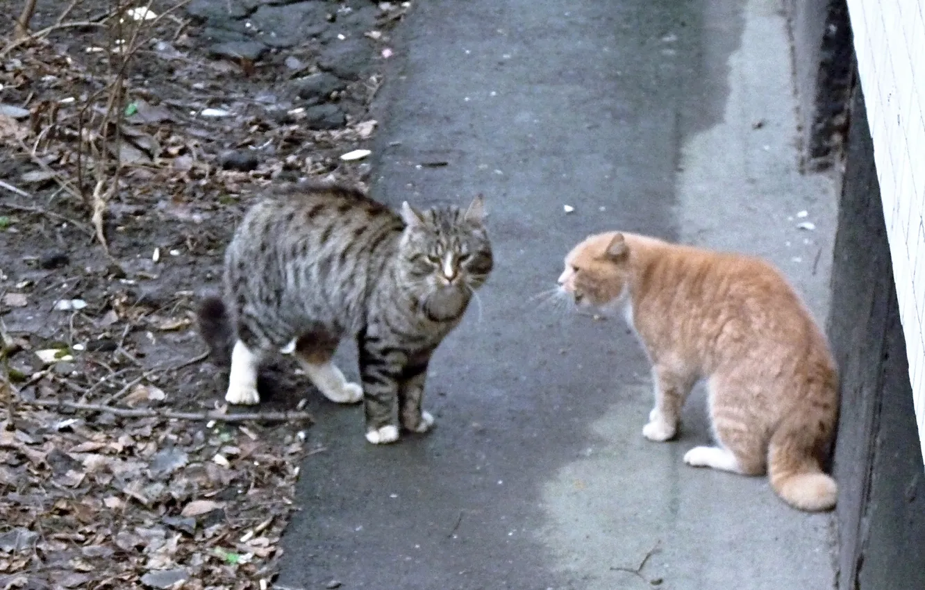 Photo wallpaper cat, animal, cat showdown