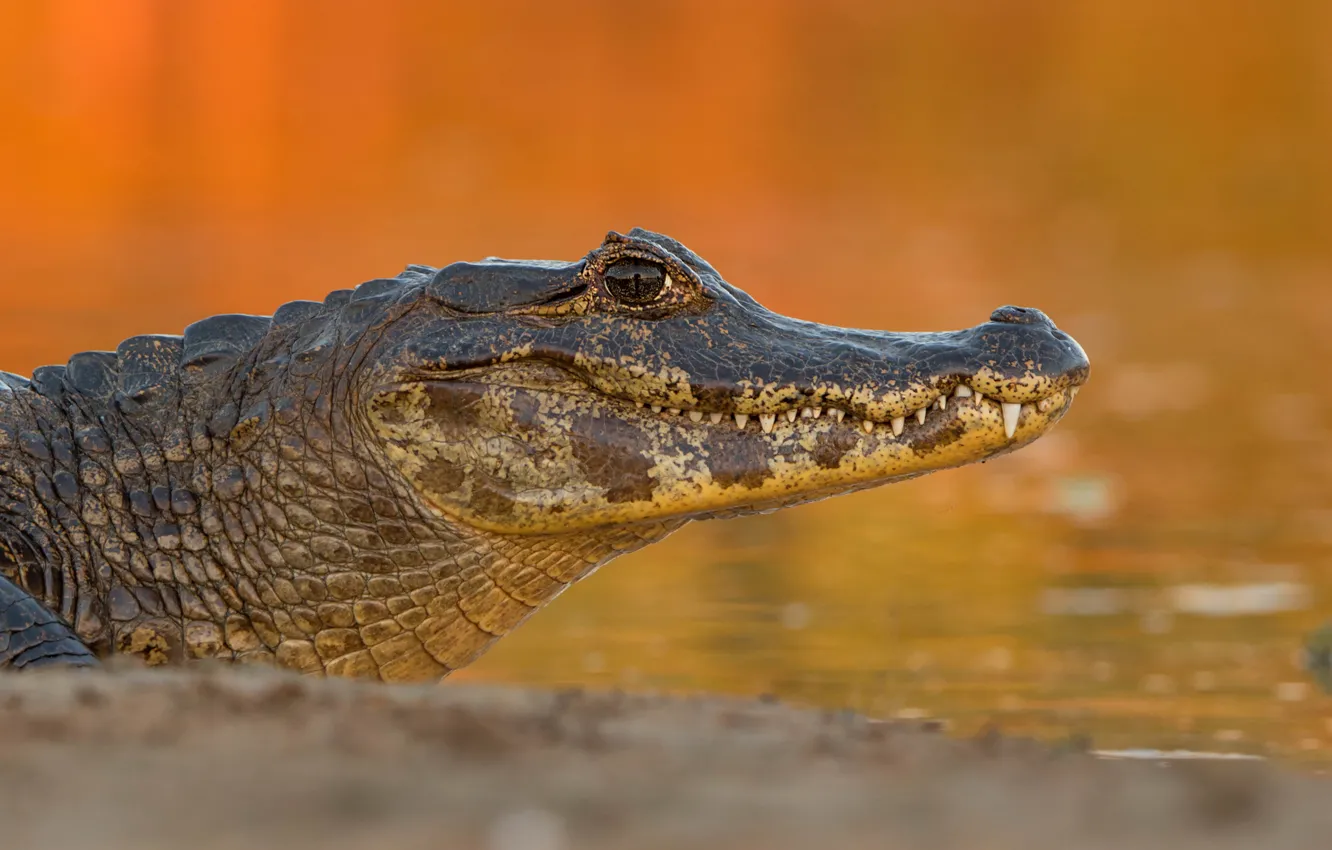 Photo wallpaper shore, crocodile, orange background