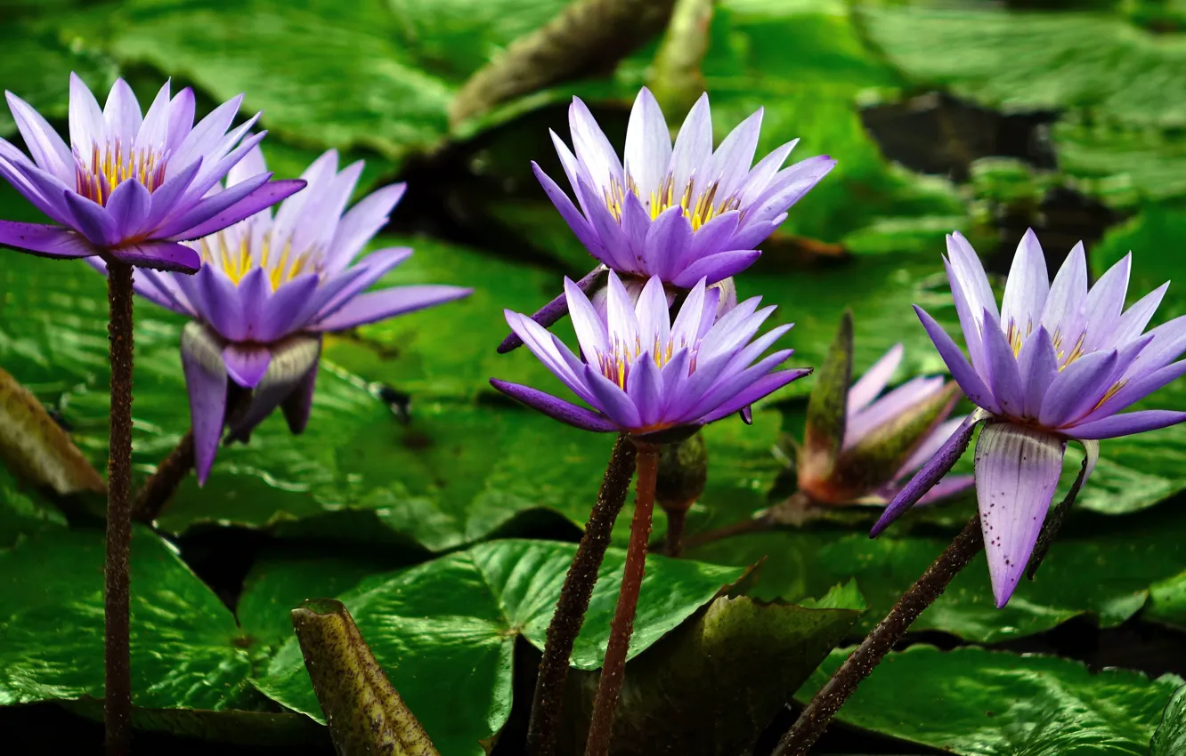 Photo wallpaper pond, water lilies, lilac, water lilies, nymphs