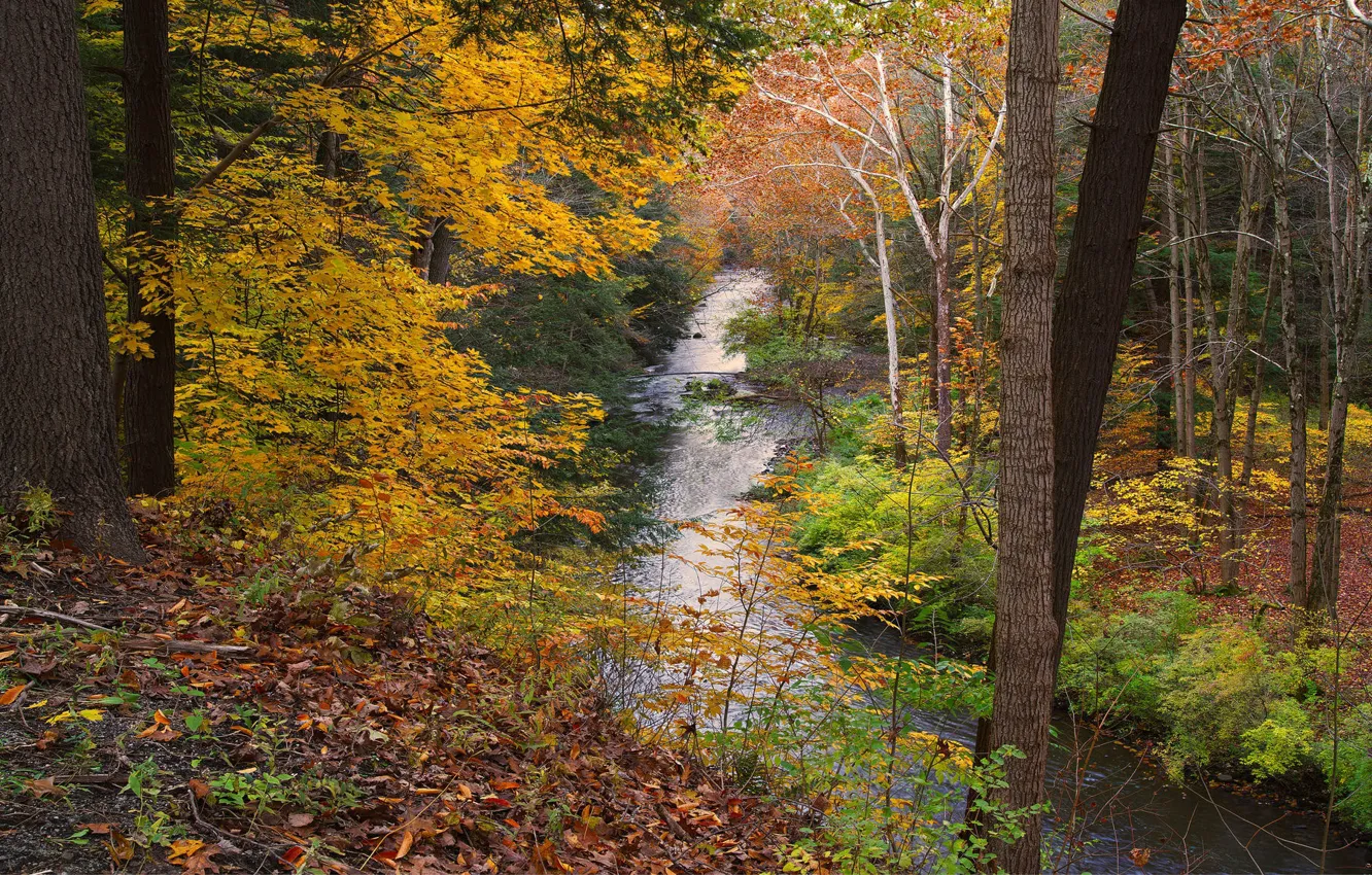 Photo wallpaper autumn, forest, path
