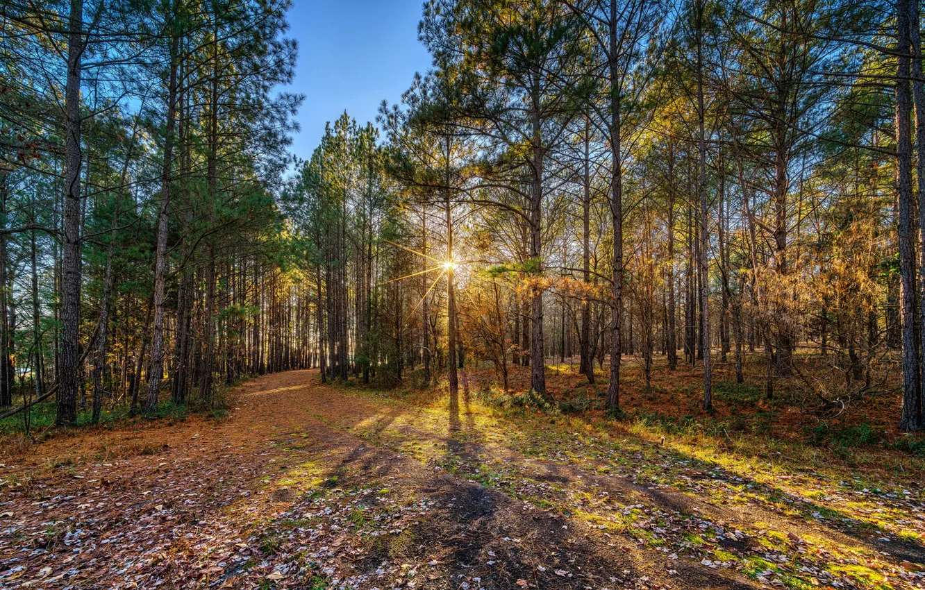 Photo wallpaper forest, the sun, rays, foliage, pine
