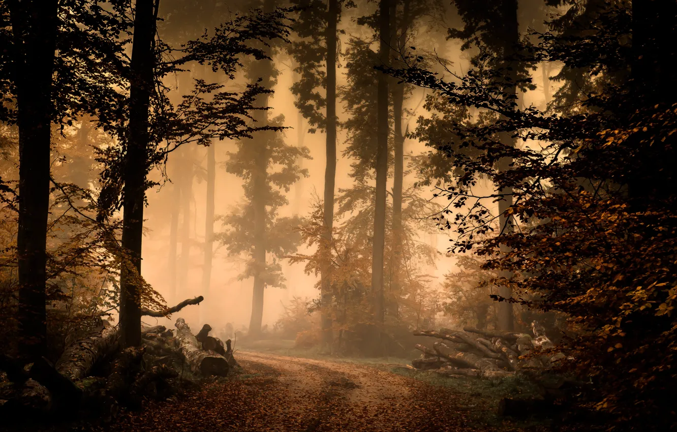 Photo wallpaper autumn, forest, fog