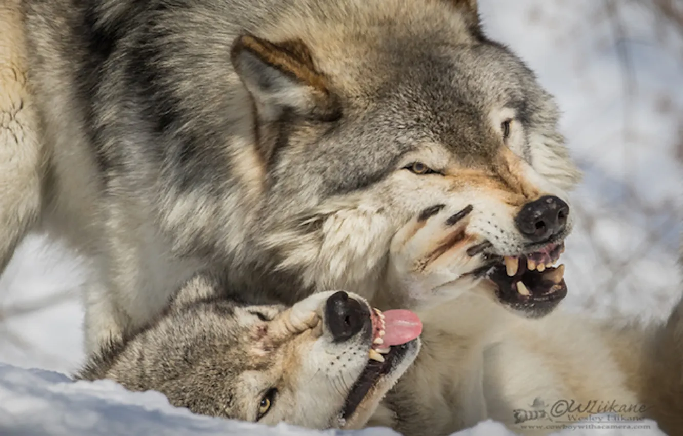 Photo wallpaper Predator, nature, snow, face, animal, wolf, canis lupus, wildlife