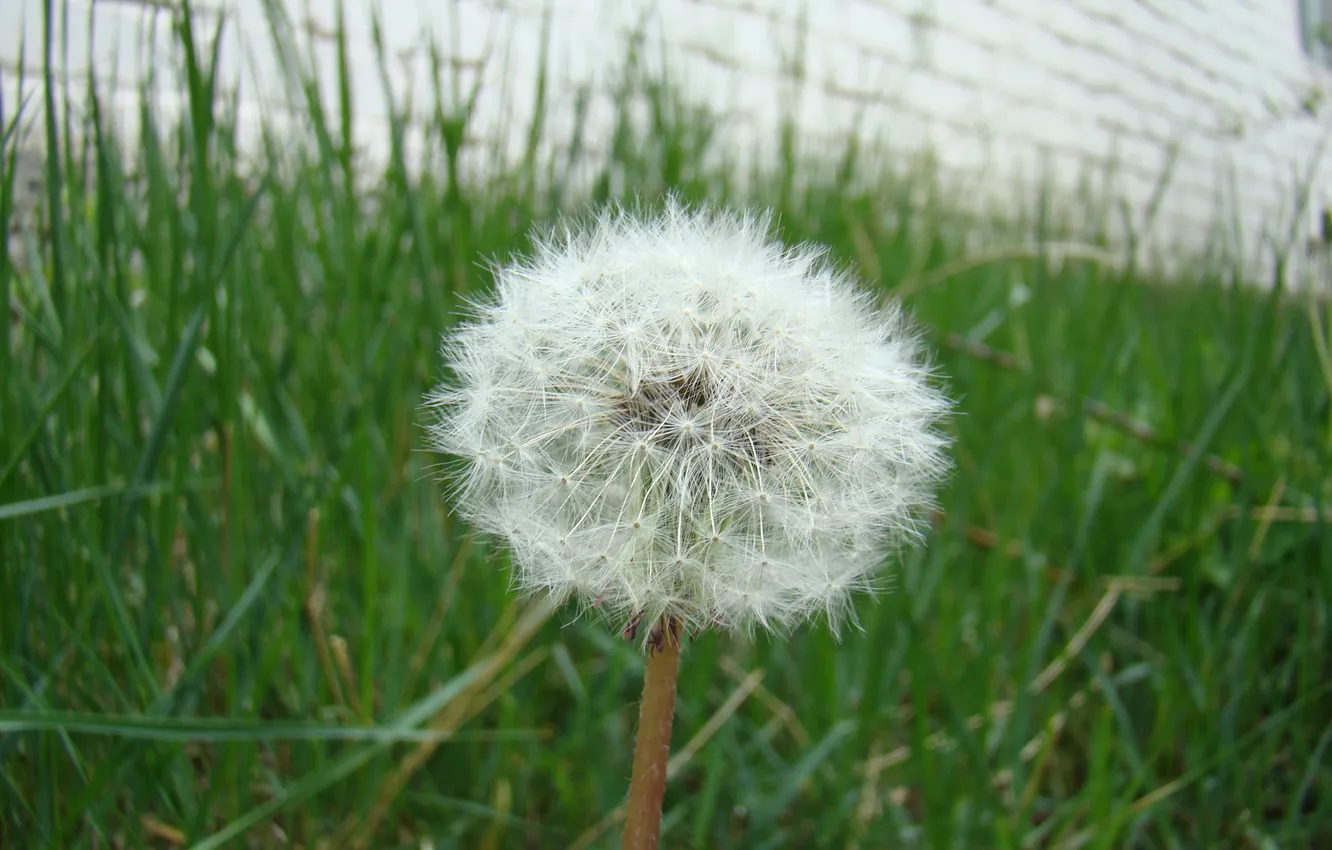 Photo wallpaper grass, green, dandelion, spring, fluffy, stem