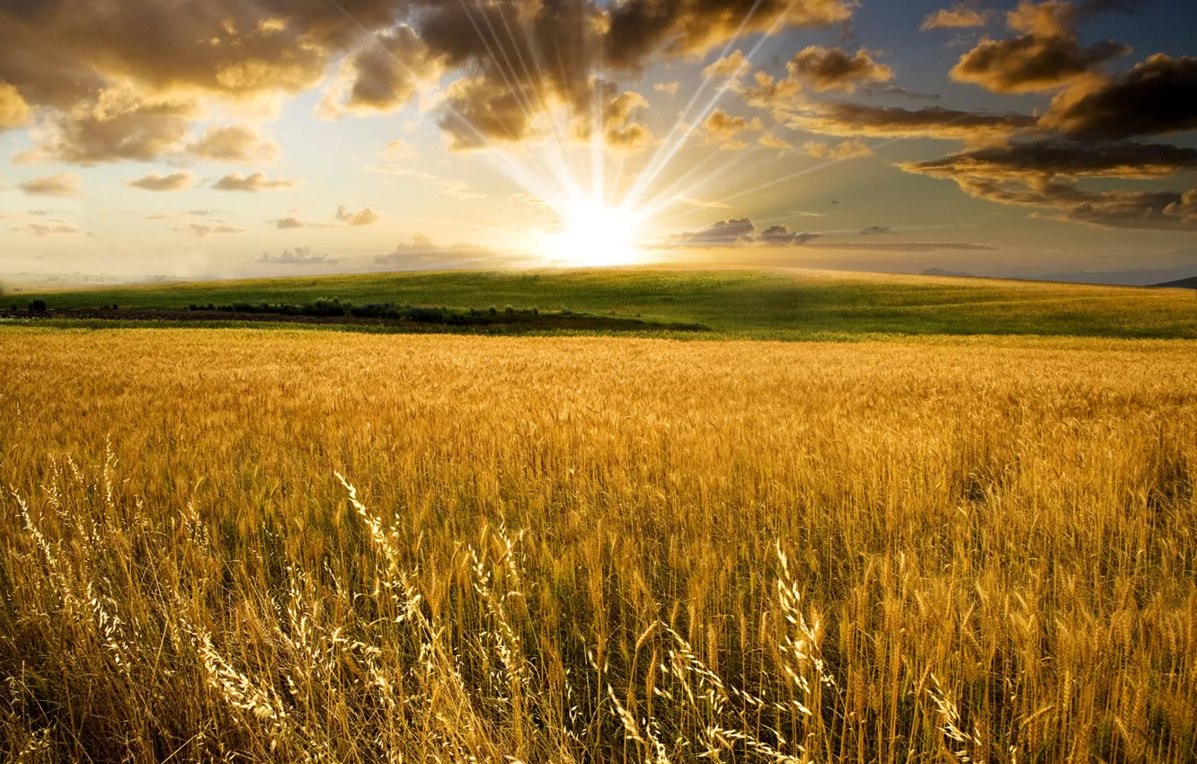 Photo wallpaper wheat, field, the sun, landscape, nature, hills, valley, ears