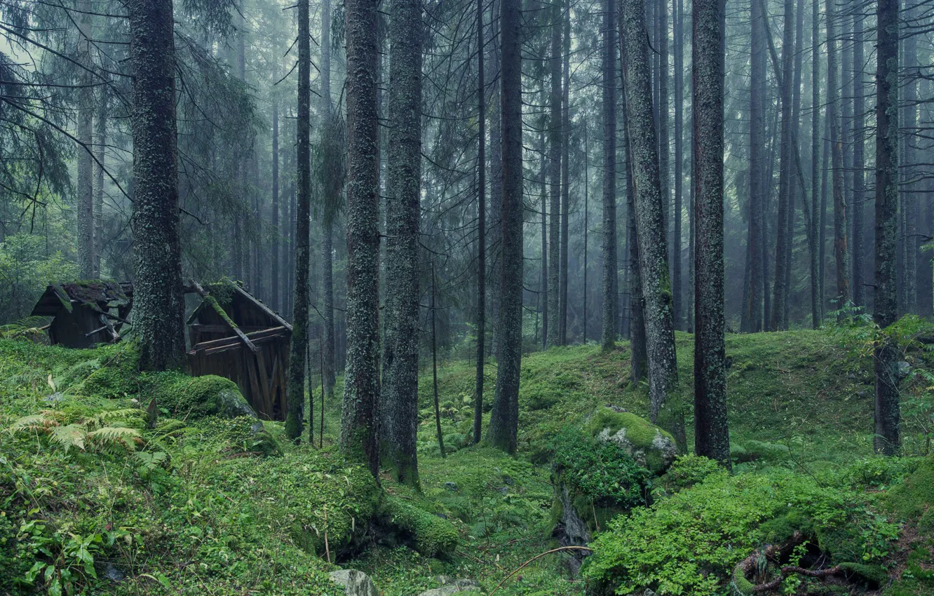 Photo wallpaper forest, trees, nature, abandoned house