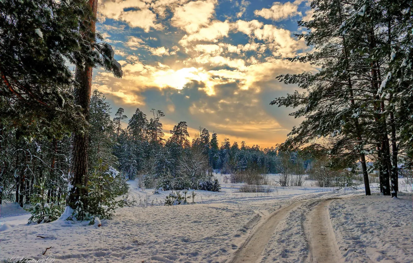 Photo wallpaper winter, road, forest, snow, landscape, nature
