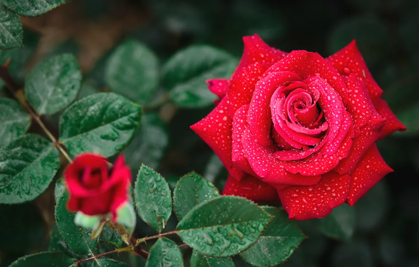 Photo wallpaper drops, macro, red, roses, beauty, buds, Queen