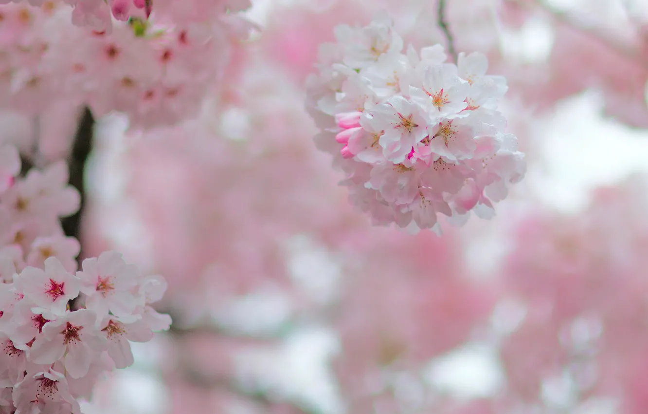 Photo wallpaper cherry, spring, garden, inflorescence