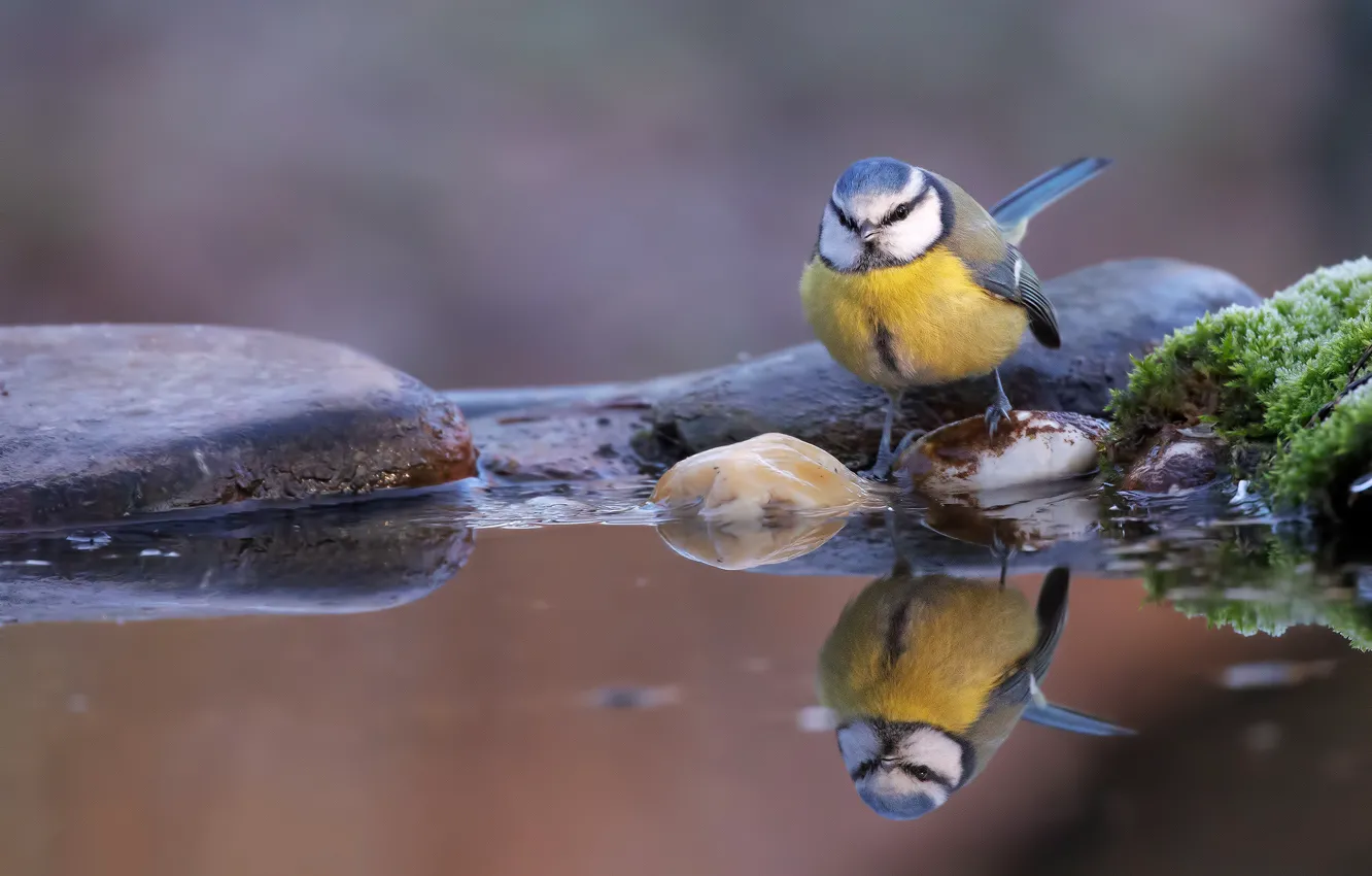 Photo wallpaper reflection, stones, bird, pond, tit, Berezhok