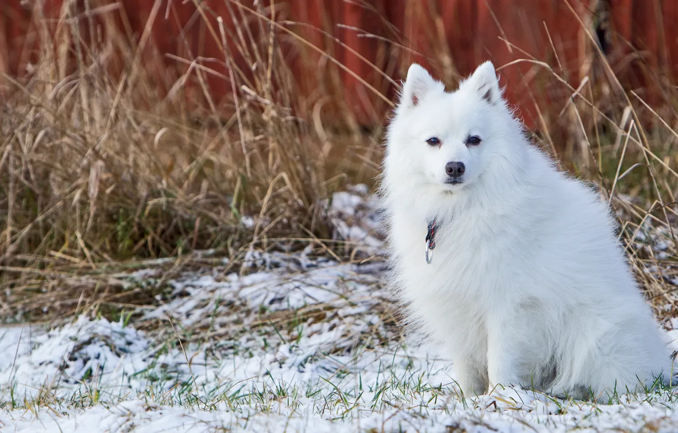 Photo wallpaper winter, white, snow, dog, face, sitting, dry grass, late autumn