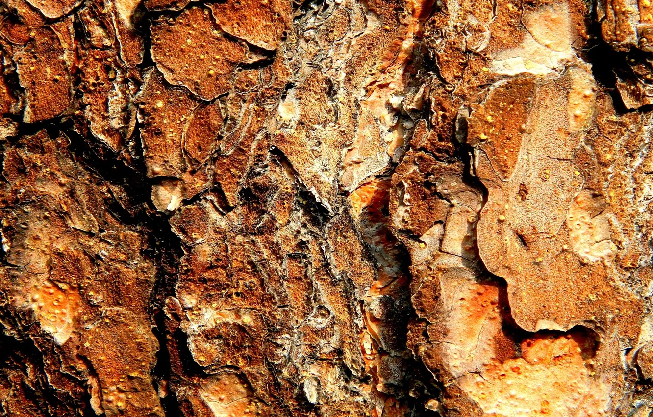Photo wallpaper bark, pine, resin