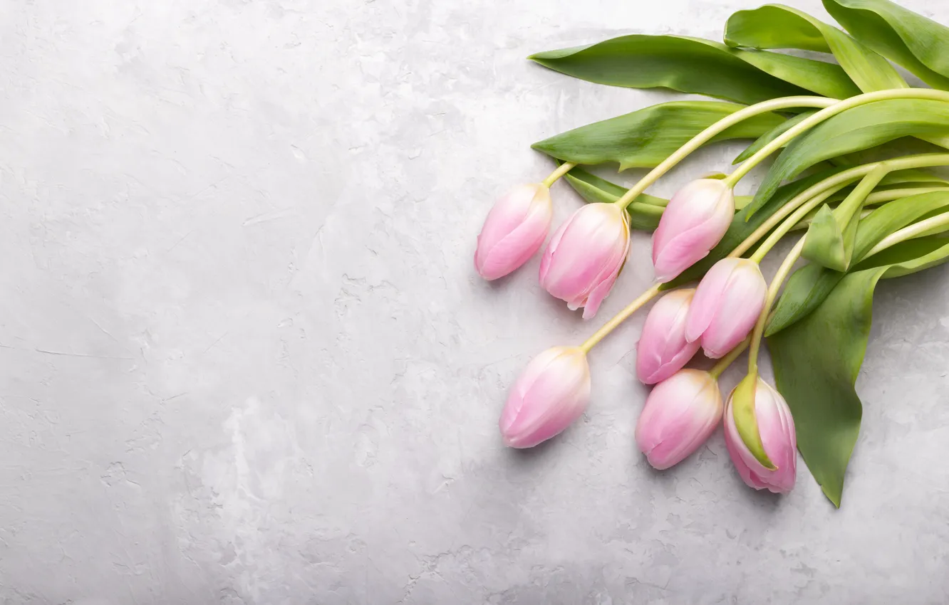 Photo wallpaper flowers, bouquet, tulips, pink, fresh, pink, flowers, tulips