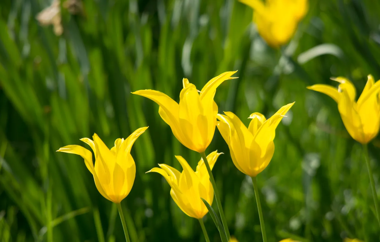 Photo wallpaper greens, flowers, spring, yellow, tulips