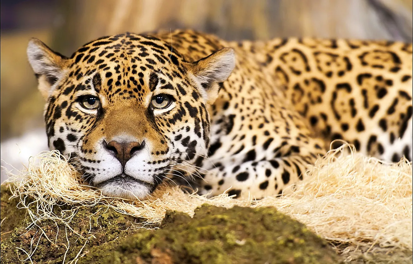 Photo wallpaper mustache, look, face, predator, spot, Jaguar