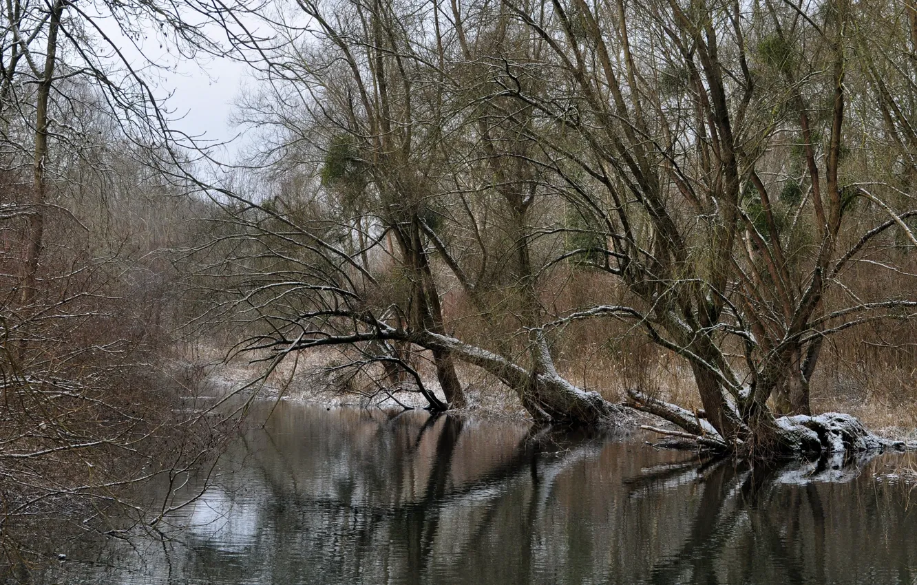 Photo wallpaper winter, forest, river