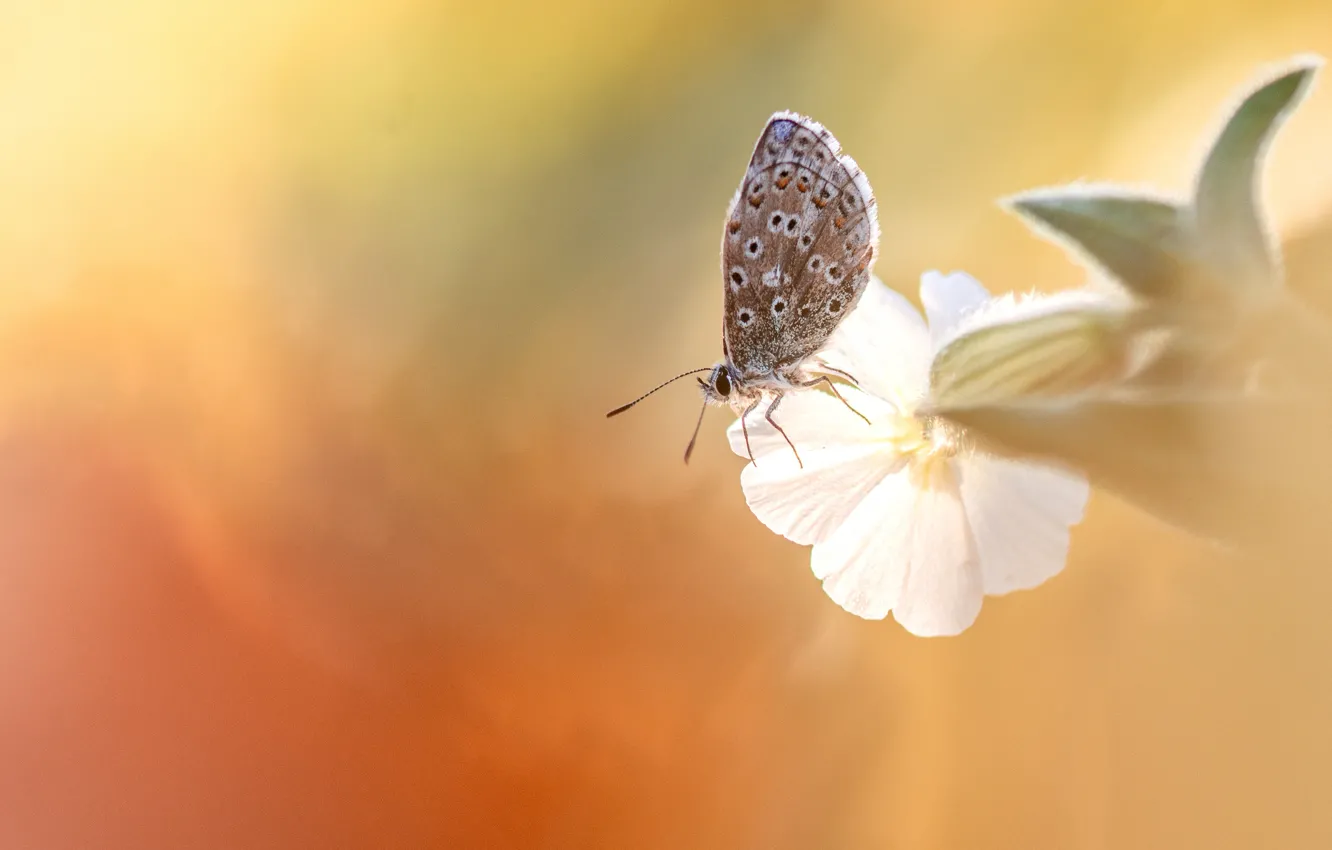 Photo wallpaper white, flower, macro, light, butterfly, insect, orange background, bokeh