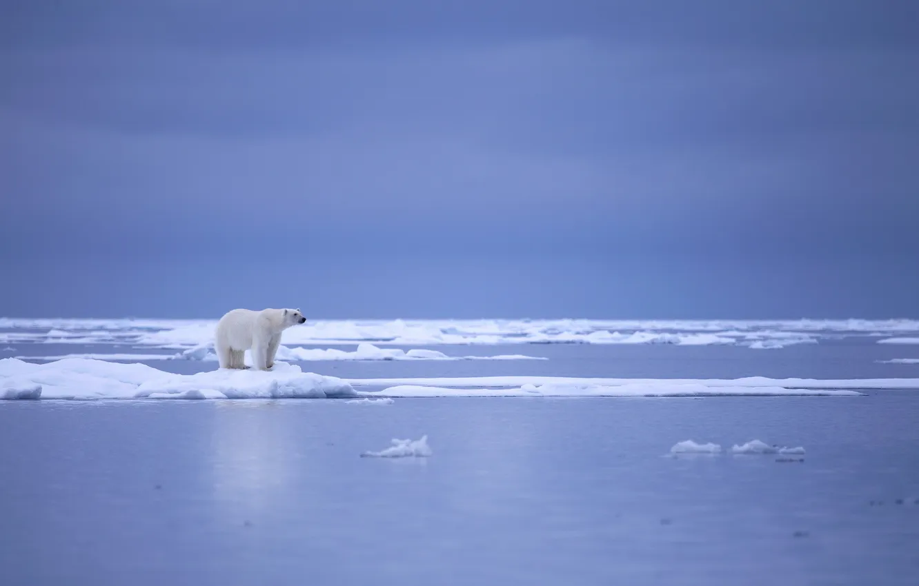 Photo wallpaper ice, nature, polar bear