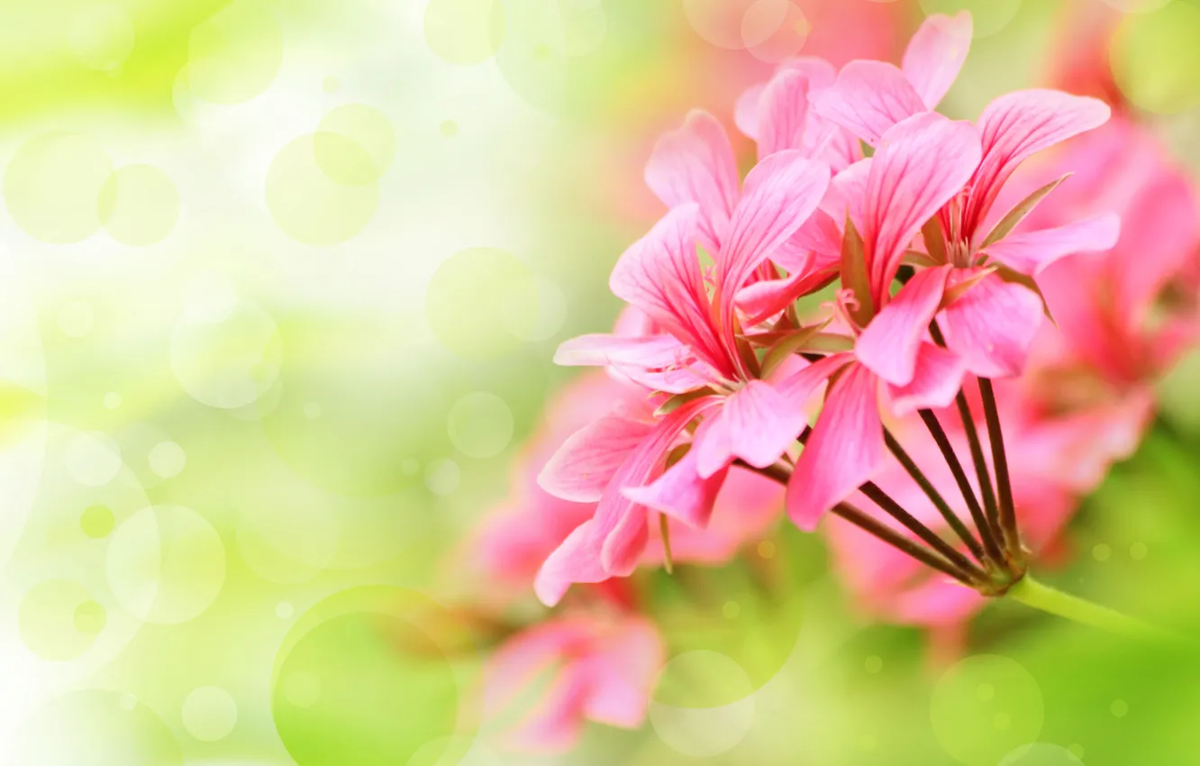 Photo wallpaper flowers, petals, pink flowers, bokeh