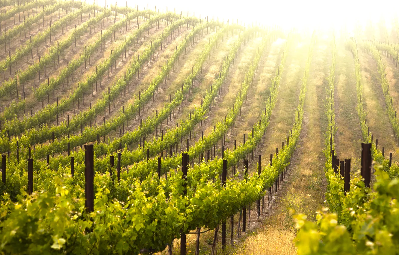 Photo wallpaper nature, vineyard, path, the bushes, columns