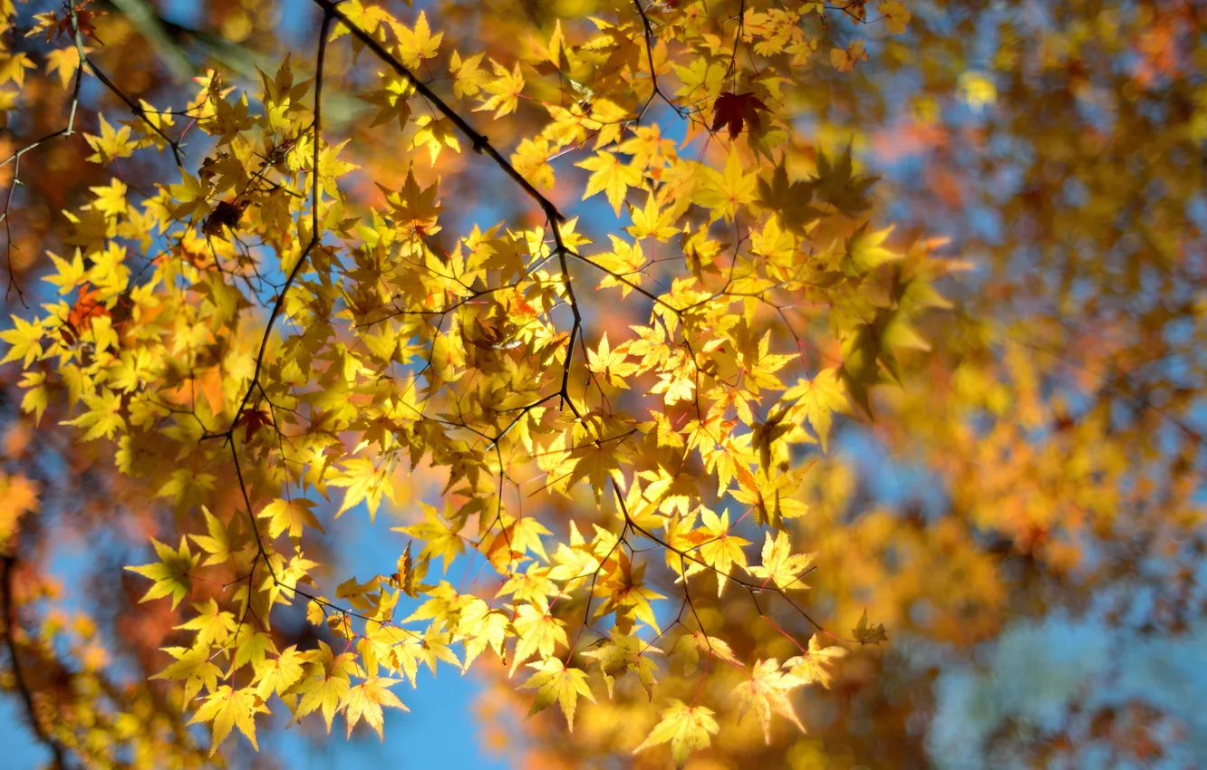 Photo wallpaper leaves, macro, tree, blur, yellow, bokeh