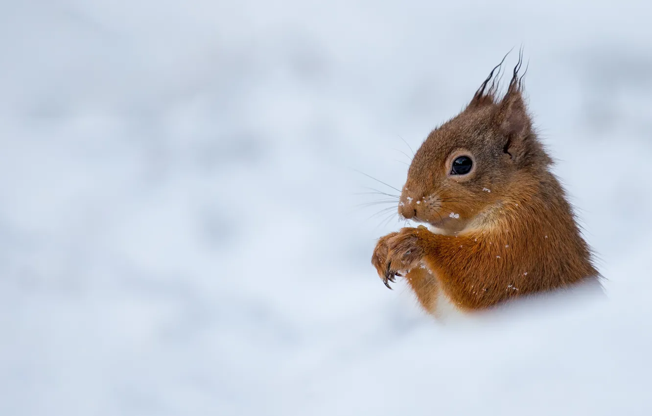 Photo wallpaper winter, look, snow, portrait, protein, muzzle, the snow, Peeps