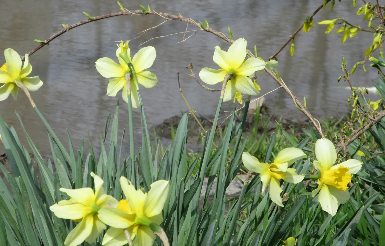 Photo wallpaper daffodils, April, spring 2018, mamala ©