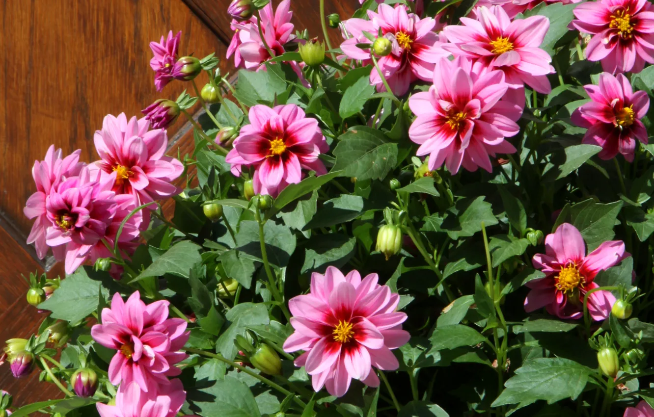 Photo wallpaper pink, pink, dahlias, Dahlia's