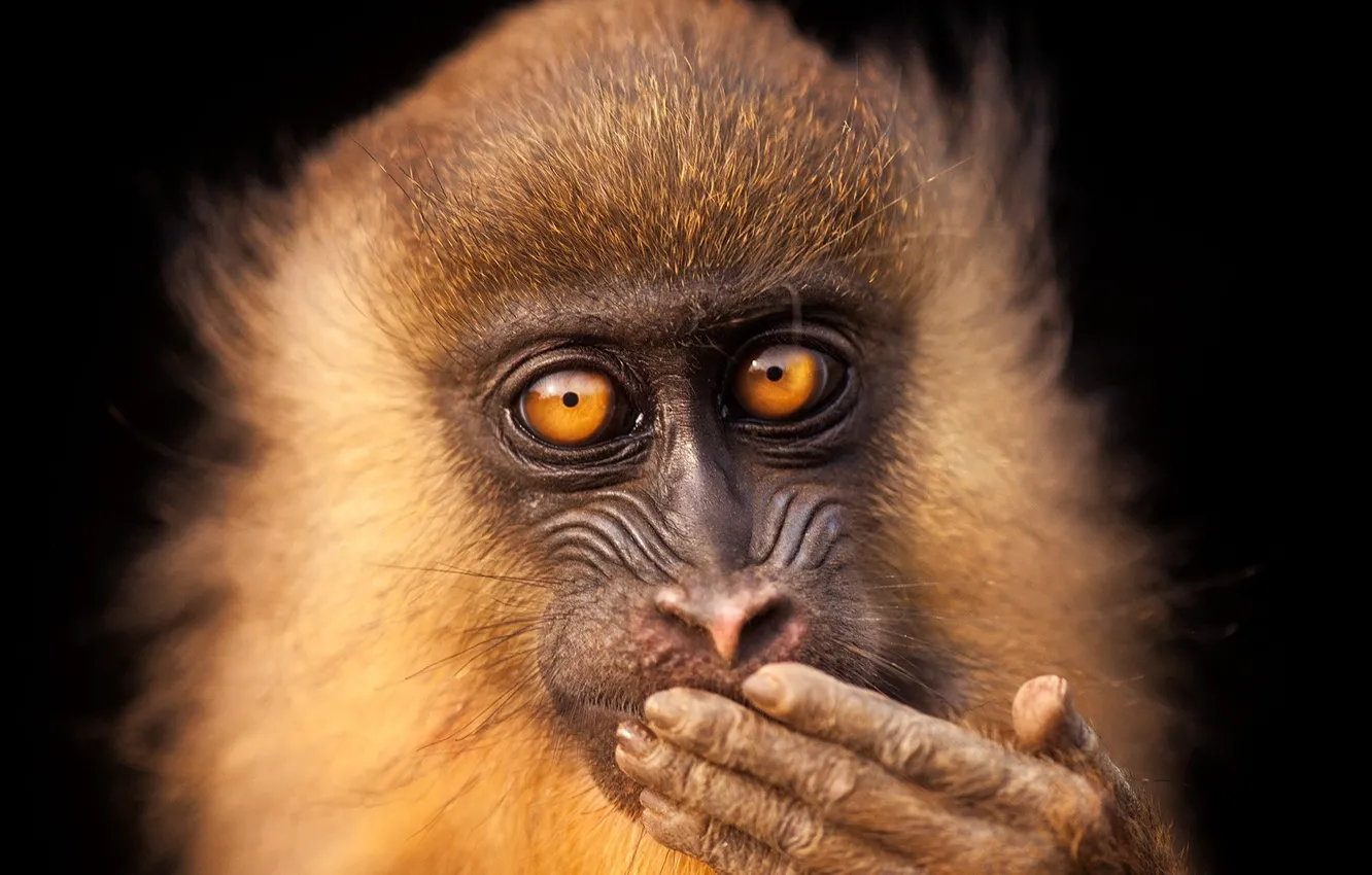 Photo wallpaper monkey, eyes, face, cute, wildlife, mammal, close up