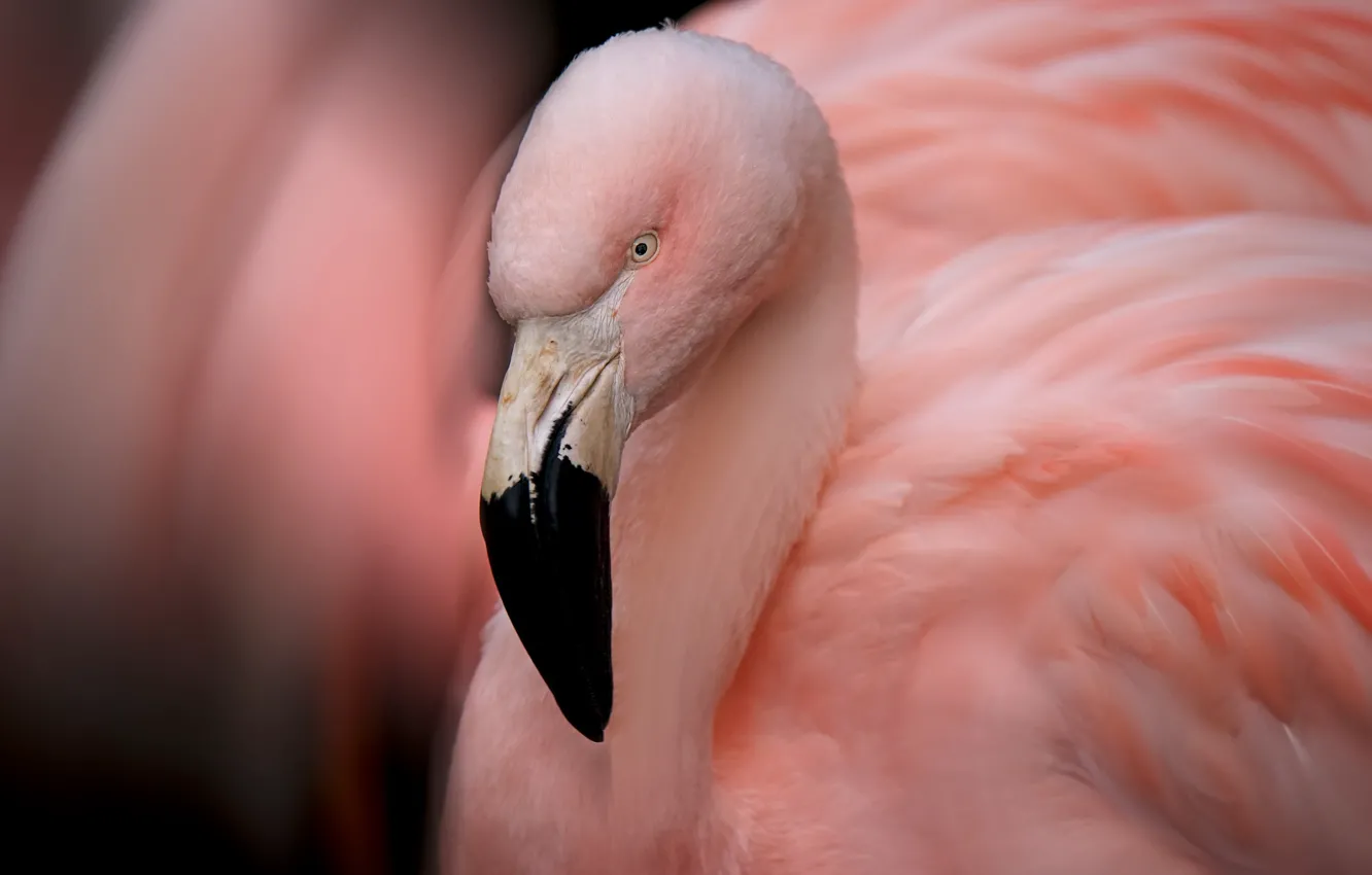 Photo wallpaper bird, feathers, beak, Flamingo, neck