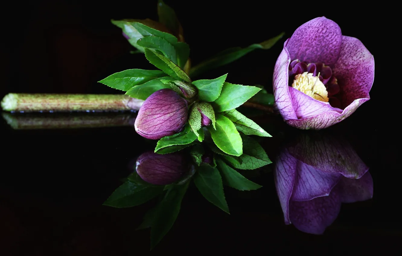 Photo wallpaper buds, black background, hellebore, Helleborus