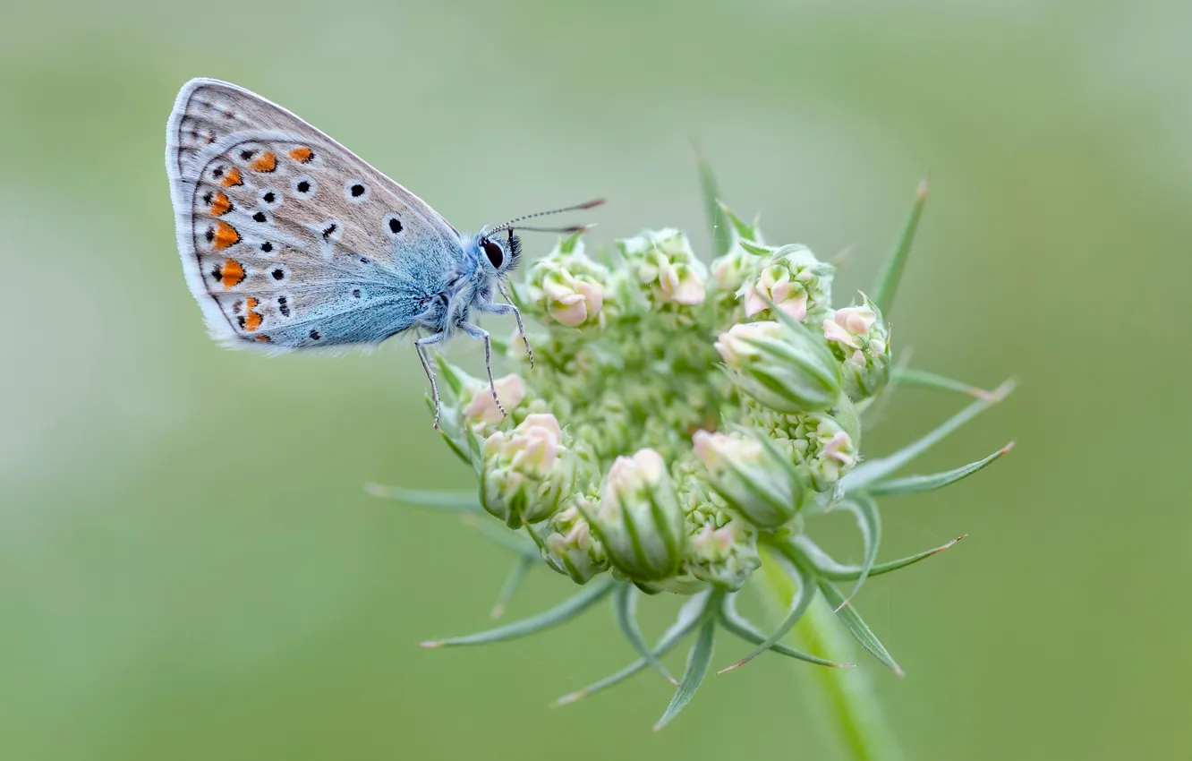 Photo wallpaper butterfly, insect, Polyommatus Icarus
