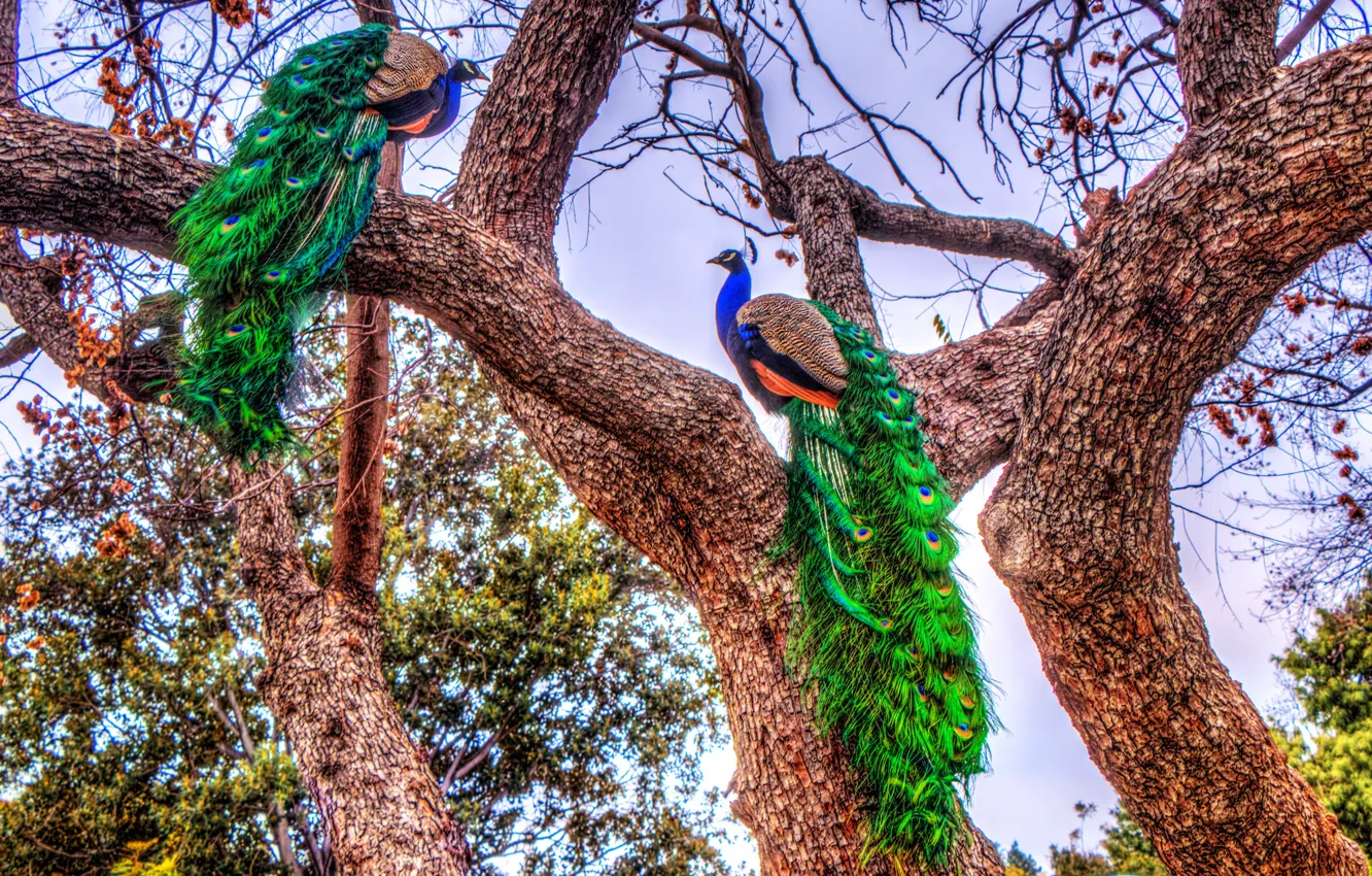 Photo wallpaper trees, birds, bright, HDR, colorful, peacocks