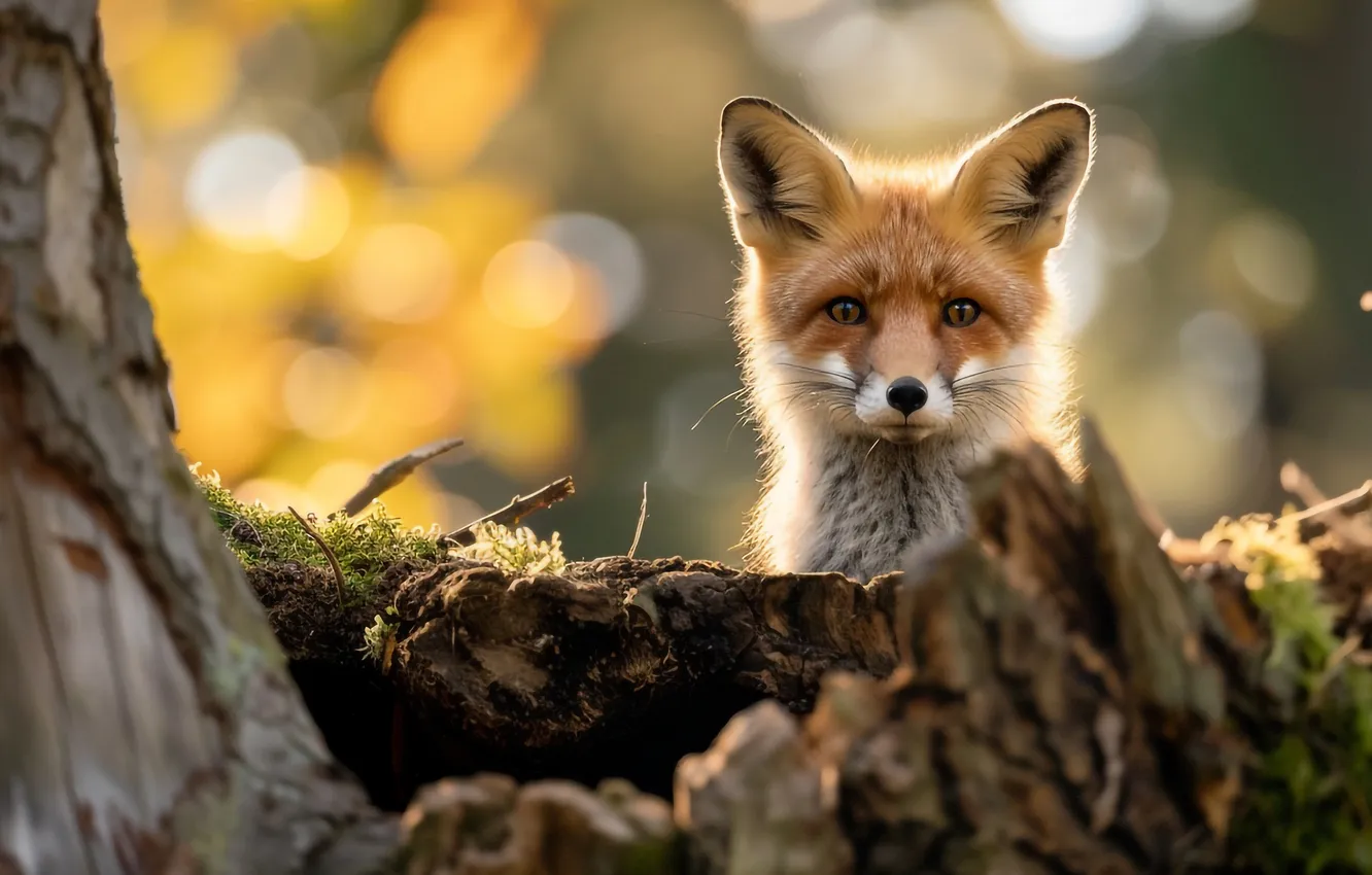 Photo wallpaper look, pose, Fox, face, Fox, AI art, neural network