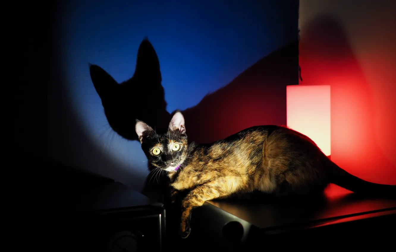 Photo wallpaper cat, look, shadow