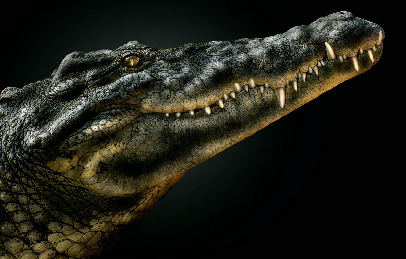 Photo wallpaper crocodile, mouth, alligator