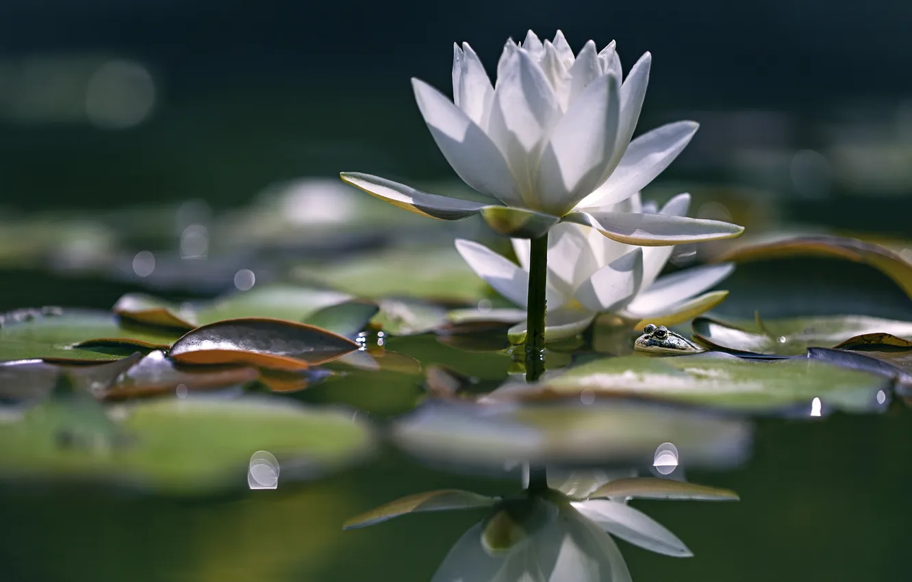 Photo wallpaper white, water, drops, light, pond, reflection, frog, Lily