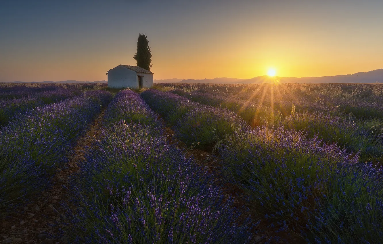 Photo wallpaper summer, the sky, the sun, clouds, rays, light, trees, sunset