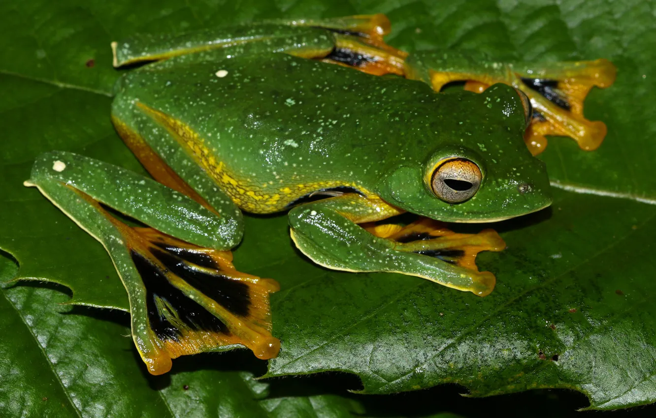 Photo wallpaper macro, pose, green, leaf, frog, legs, camouflage, mimicry