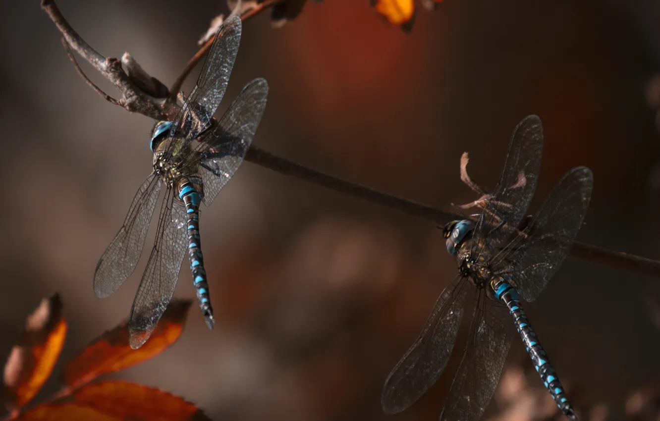 Photo wallpaper macro, dragonfly, insect