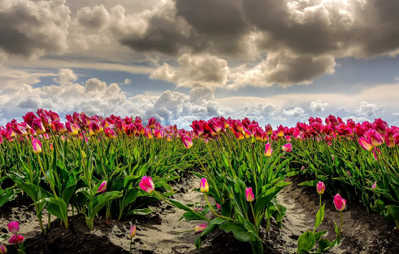 Photo wallpaper field, the sky, clouds, the wind, photoshop, tulips, Netherlands, a lot