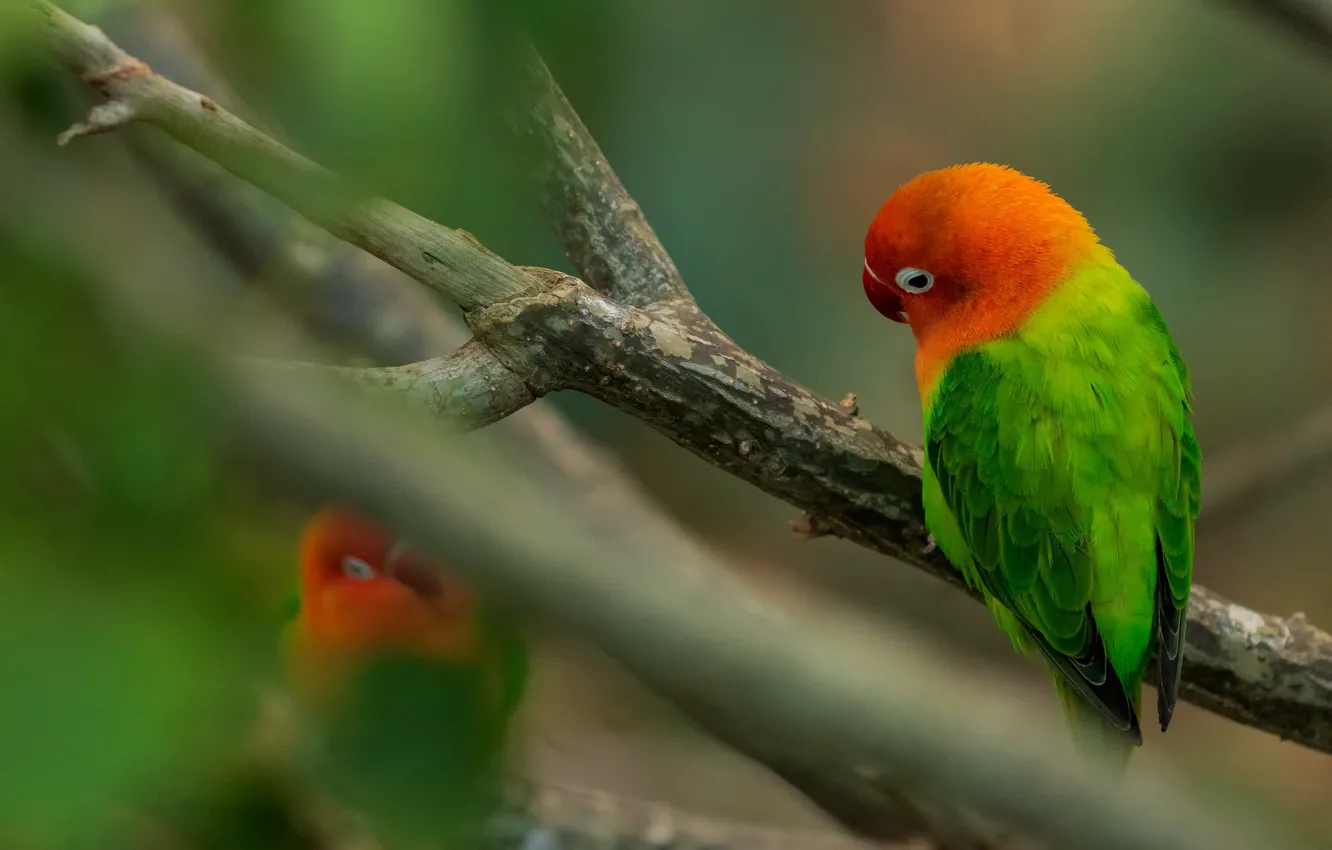 Photo wallpaper branches, background, bird, blur, parrot, Parrot, a couple, lovebird